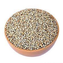 pearl millet