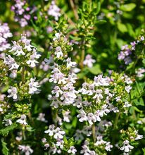 Thyme White Essential Oil