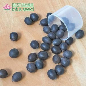 Black Iron Shell Lotus Seed Nut Kernel Lotus Extract