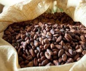 cocoa beans,  Condition : Dried
