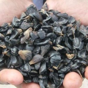 Palm Kernel Shell
