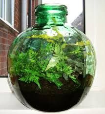 Terrarium Bottle Plants
