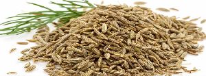 organic cumin seeds