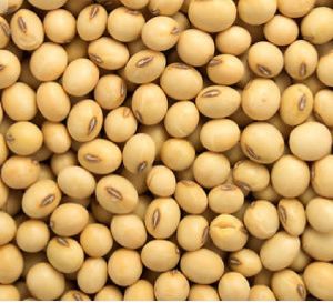 soyabean beans