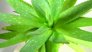 Large Aloe Vera Plant