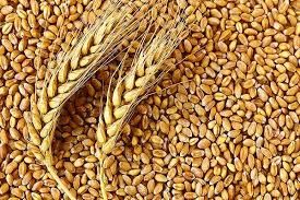 Wheat Seeds