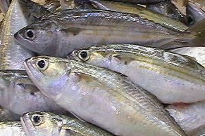 Indian Mackerel