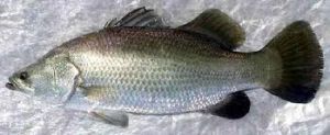 Seabass Barammundi