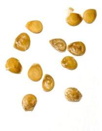 Vegetable Seeds