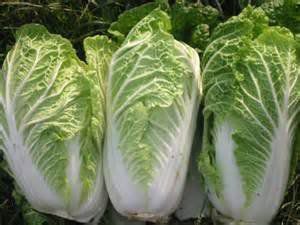 Fresh Napa Cabbage