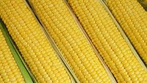 Human Consumption Yellow Corn