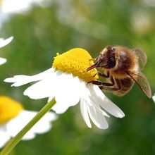 Matricaria Chamomilla Flower
