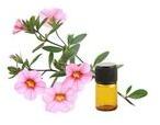 Natural Cistus Labdanum Oil