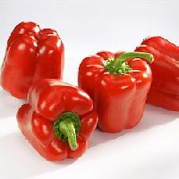 capsicum oleoresin