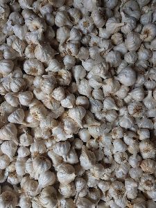 Garlic 30 mm