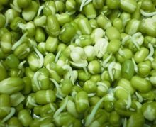 green mung sprouts