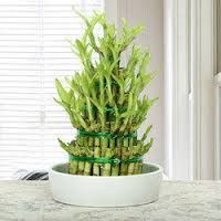 lucky bamboo three stage with jar