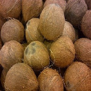 Matured semi husked coconut