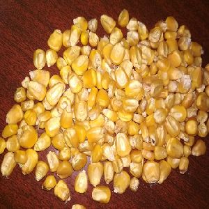 Yellow Corn Animal Feed Latest Price from Manufacturers, Suppliers