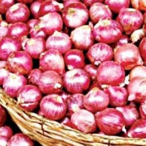 Indian Red Onion