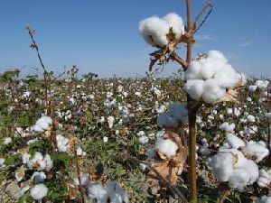 Raw Cotton Origin Mali