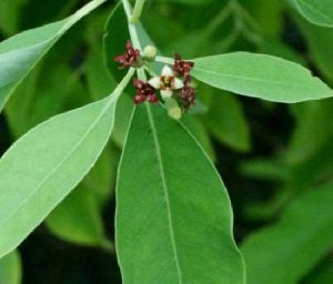 Sandalwood Plant