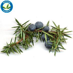 Juniperus Communis Oil