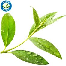 Steam Distilled Tea Tree Oil