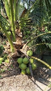 Dwarf Coconut Plants