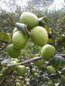 Green Apple Ber Plants