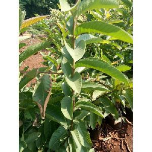 Natural Guava Plants