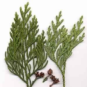 Thuja Essential oil