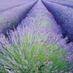 Lavender (Flowers) Essential Oils