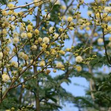 acacia leucophloea safed babul kikkar tree seed