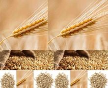 hydroponic barley seed