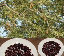 Imli fruits tree seed