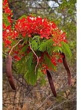 Poinciana Gulmohar Tree Seed, Packaging Type : 5, 10, 15 Kg (Poly Pack)