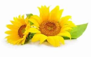 Organic Sunflower Lecithin
