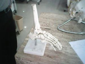 Ankle Foot Joint Model