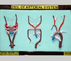 Arterial System Model