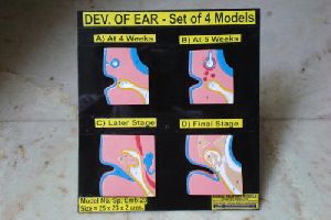 Ear Development Model