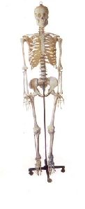 Human Skeleton System