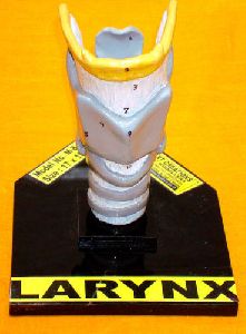 Larynx Model