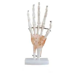 Life Size Hand Joint Model