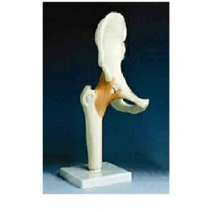Life Size Hip Joint Model