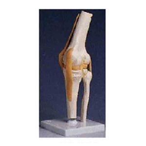 Life Size Knee Joint Model
