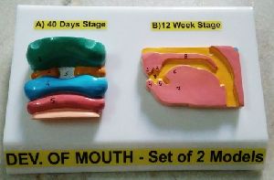 Mouth Development Model