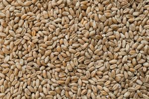 Organic Hard Wheat