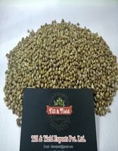 badami coriander seed