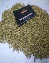 Parrot Coriander Seed